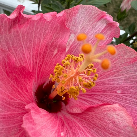 🌺 🌸🧡 Aloha 🤙🏻 - Picture 6 of 15